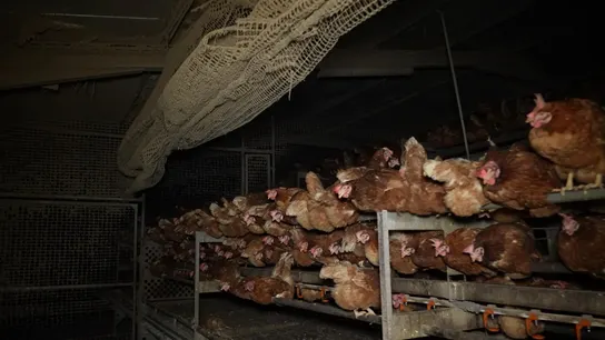 Gallinas hacinadas en la granja denunciada. Gallinas hacinadas en la granja denunciada.