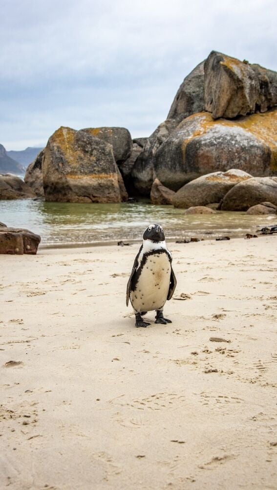 Boulders Beach