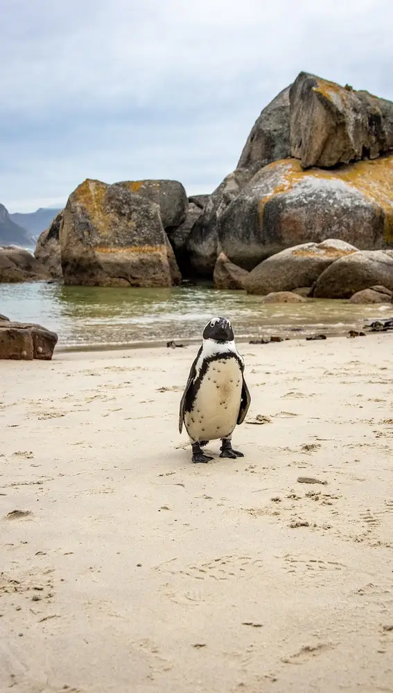 Boulders Beach Boulders Beach