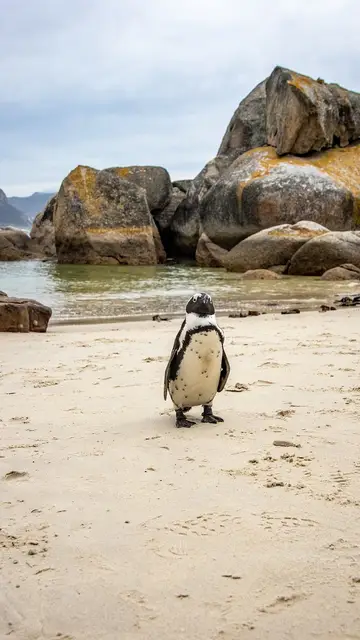 Boulders Beach Boulders Beach