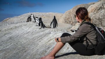 Boulders Beach