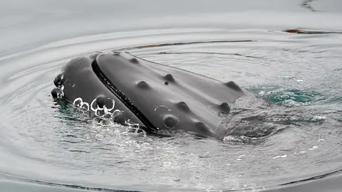 Ballena Ballena