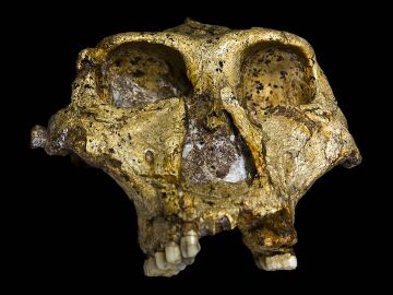 Un cr&aacute;neo de un adulto de Paranthropus robustus