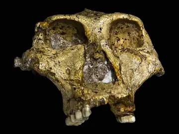 Un cráneo de un adulto de Paranthropus robustus Un cráneo de un adulto de Paranthropus robustus