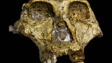 Un cráneo de un adulto de Paranthropus robustus Un cráneo de un adulto de Paranthropus robustus