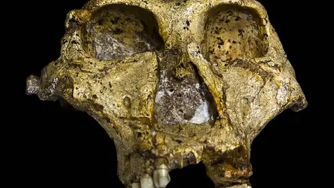 Un cráneo de un adulto de Paranthropus robustus Un cráneo de un adulto de Paranthropus robustus