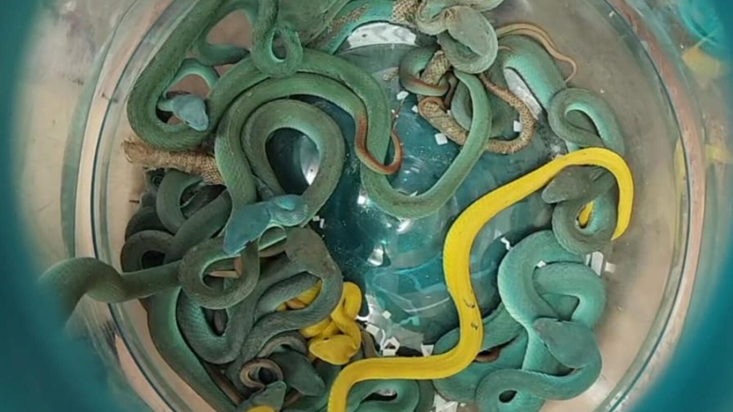 Serpientes en la oficina de Aduanas de Bombay