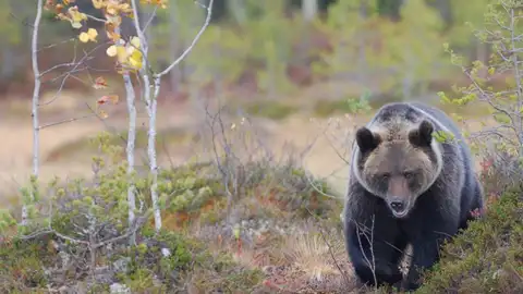 Oso pardo Oso pardo