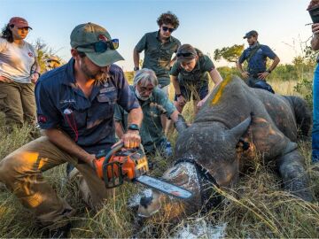 El corte de cuernos de los rinocerontes redujo la caza furtiva un 78% en las reservas africanas del Gran Kruger