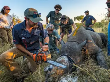 El corte de cuernos de los rinocerontes redujo la caza furtiva un 78% en las reservas africanas del Gran Kruger El corte de cuernos de los rinocerontes redujo la caza furtiva un 78% en las reservas africanas del Gran Kruger