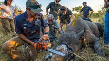 El corte de cuernos de los rinocerontes redujo la caza furtiva un 78% en las reservas africanas del Gran Kruger