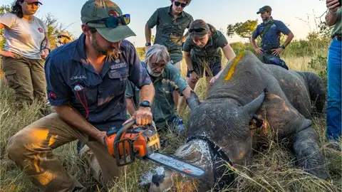 El corte de cuernos de los rinocerontes redujo la caza furtiva un 78% en las reservas africanas del Gran Kruger El corte de cuernos de los rinocerontes redujo la caza furtiva un 78% en las reservas africanas del Gran Kruger