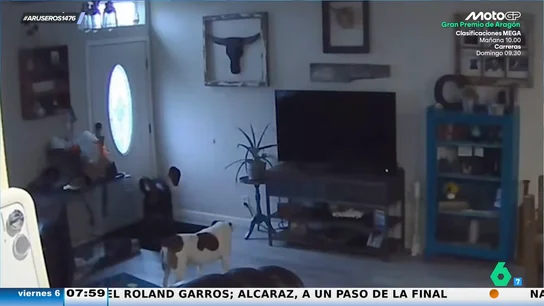 La sorprendente reacción de dos perros al romper sin querer la pared mientras sus dueños no están en casa La sorprendente reacción de dos perros al romper sin querer la pared mientras sus dueños no están en casa