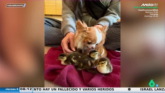 Alfonso Arús, al ver que Demi Moore se ha llevado a casa dos pollitos: "Las estrellas de Hollywood están enloqueciendo" Alfonso Arús, al ver que Demi Moore se ha llevado a casa dos pollitos: "Las estrellas de Hollywood están enloqueciendo"