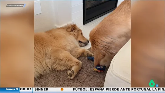 El robo perfecto: el perro que arrasa en redes por actuar como un ninja El robo perfecto: el perro que arrasa en redes por actuar como un ninja