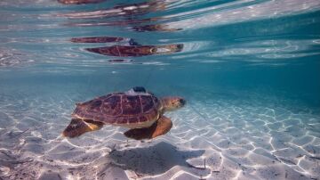Tortuga