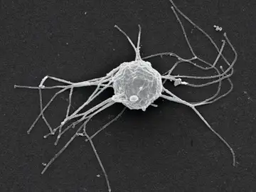 'Ministeria vibrans', un pequeño eucariota unicelular que se alimenta de bacterias 'Ministeria vibrans', un pequeño eucariota unicelular que se alimenta de bacterias