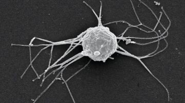 'Ministeria vibrans', un pequeño eucariota unicelular que se alimenta de bacterias