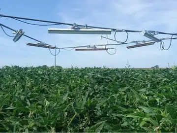Las plantas despliegan múltiples estrategias para resistir el calor del cambio climático Las plantas despliegan múltiples estrategias para resistir el calor del cambio climático