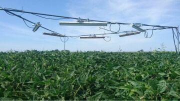 Las plantas despliegan múltiples estrategias para resistir el calor del cambio climático