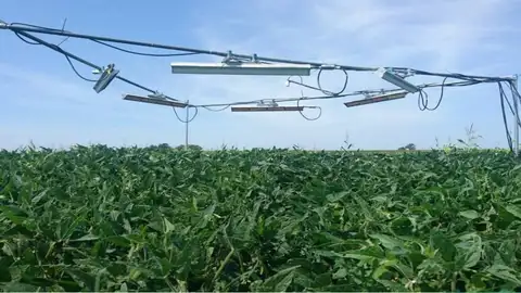 Las plantas despliegan múltiples estrategias para resistir el calor del cambio climático Las plantas despliegan múltiples estrategias para resistir el calor del cambio climático