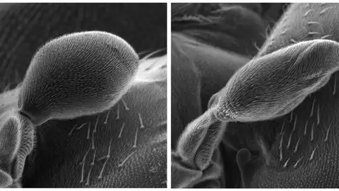 Así se genera el ala que permite a las moscas mantener el equilibrio en el aire Así se genera el ala que permite a las moscas mantener el equilibrio en el aire
