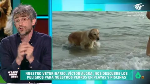 El veterinario Víctor Algra señala qué peligros existen en la playa o la piscina para nuestras mascotas Ir a la playa o la piscina es una manera perfecta para sobrellevar las altas temperaturas y muchas personas acuden a estos lugares con su mascota. No te pierdas los consejos del veterinario para hacerlo sin peligro para ellas.