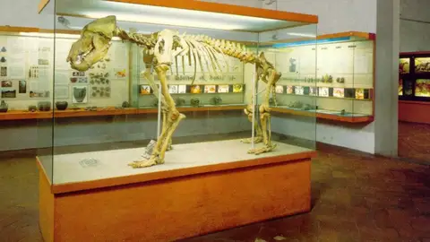 Museo Cívico de Prehistoria en Florencia Museo Cívico de Prehistoria en Florencia