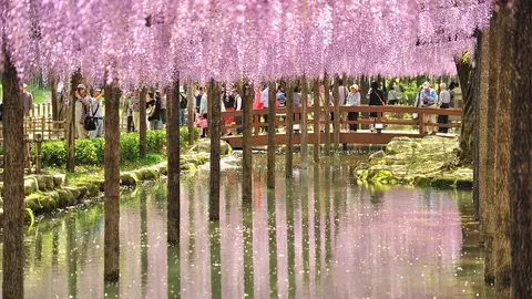 Glicinias. Japón Glicinias. Japón