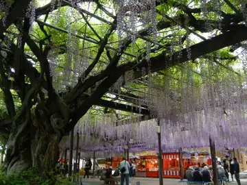 Kawachi Fuji Garden Kawachi Fuji Garden