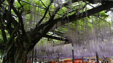 Kawachi Fuji Garden
