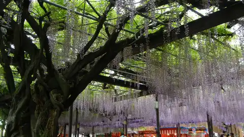 Kawachi Fuji Garden Kawachi Fuji Garden