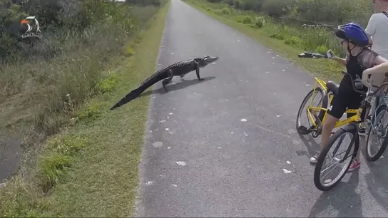 Una cárcel para migrantes rodeada de cocodrilos: la última propuesta xenófoba del gobernador trumpista de Florida Una cárcel para migrantes rodeada de cocodrilos: la última propuesta xenófoba del gobernador trumpista de Florida