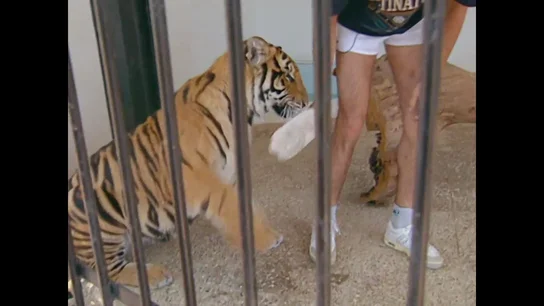 Currupipi, el tigre de Jesulín de Ubrique en Ambiciones: "En la España de los 90 había cosas ilegales pero divertidas" Currupipi, el tigre de Jesulín de Ubrique en Ambiciones: "En la España de los 90 había cosas ilegales pero divertidas"