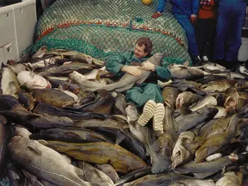 La pesca intensiva ha modificado el ADN del bacalao en el mar Báltico La pesca intensiva ha modificado el ADN del bacalao en el mar Báltico