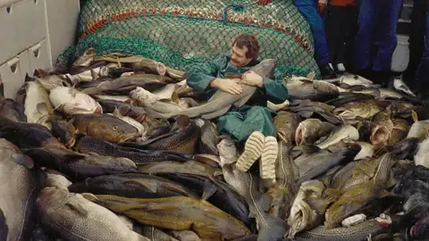 La pesca intensiva ha modificado el ADN del bacalao en el mar Báltico La pesca intensiva ha modificado el ADN del bacalao en el mar Báltico