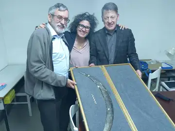 Un bumerán de colmillo de mamut revela la innovación del Homo sapiens Un bumerán de colmillo de mamut revela la innovación del Homo sapiens