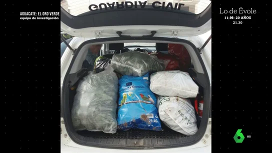 Equipo de Investigación encuentra a un acusado de robar 200 kilos de aguacate: "La Guardia Civil dice que yo encargué esos robos" Equipo de Investigación encuentra a un acusado de robar 200 kilos de aguacate: "La Guardia Civil dice que yo encargué esos robos"