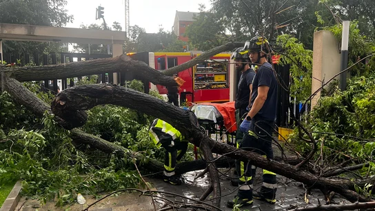 Una mujer, en estado grave tras caerle encima un árbol en Madrid Una mujer, en estado grave tras caerle encima un árbol en Madrid