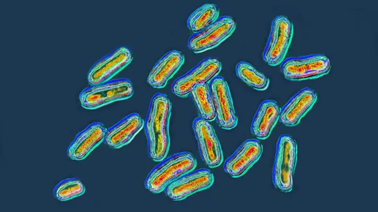 La bacteria 'salmonella', responsable de la salmonelosis La bacteria 'salmonella', responsable de la salmonelosis