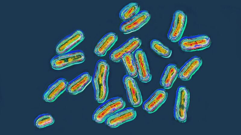 La bacteria 'salmonella', responsable de la salmonelosis