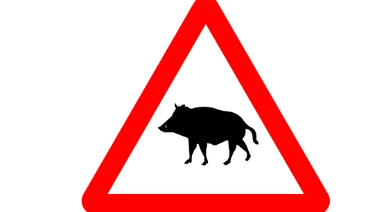 La nueva señal P24-a de la DGT, que muestra paso de animales en libertad, jabalíes concretamente La nueva señal P24-a de la DGT, que muestra paso de animales en libertad, jabalíes concretamente