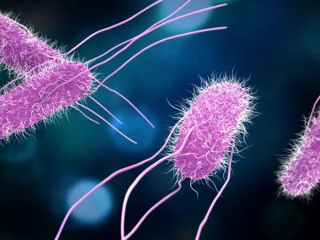 Bacterias pat&oacute;genas de Salmonella
