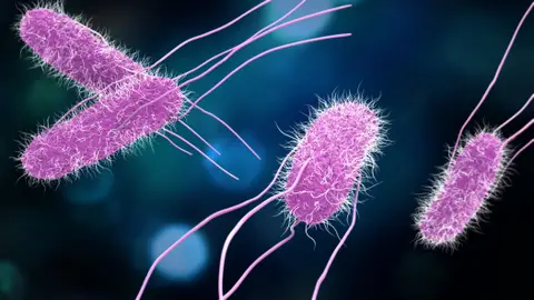 Bacterias patógenas de Salmonella Bacterias patógenas de Salmonella