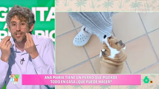 Los consejos de Víctor Algra si tu cachorro lo está mordiendo todo: de la "paciencia" a los trucos para desviar su atención Víctor Algra atiende en este vídeo a la consulta de Ana María, cuyo cachorro de bulldog inglés lo está mordiendo todo porque le están saliendo los dientes. En este vídeo, el veterinario da algunos consejos para hacer esta etapa más llevadera.