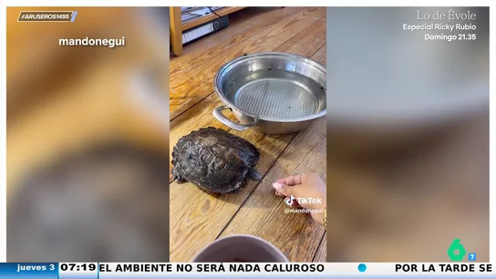 Una dueña le rebaja el alquiler del piso a su inquilina por cuidar de su mascota Una dueña le rebaja el alquiler del piso a su inquilina por cuidar de su mascota