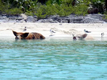Cayo Big Major Cayo Big Major