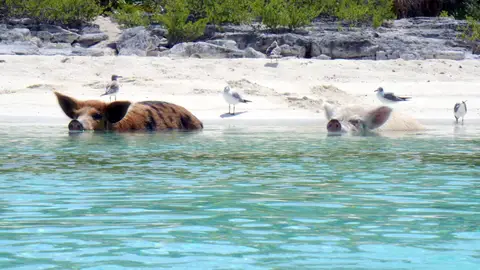 Cayo Big Major Cayo Big Major