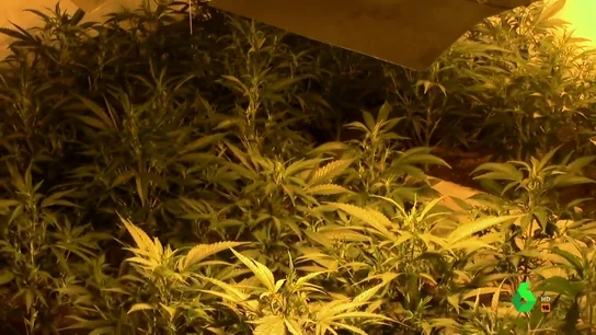Macetas de marihuana halladas en la casa de 'El Patrón' Macetas de marihuana halladas en la casa de 'El Patrón'