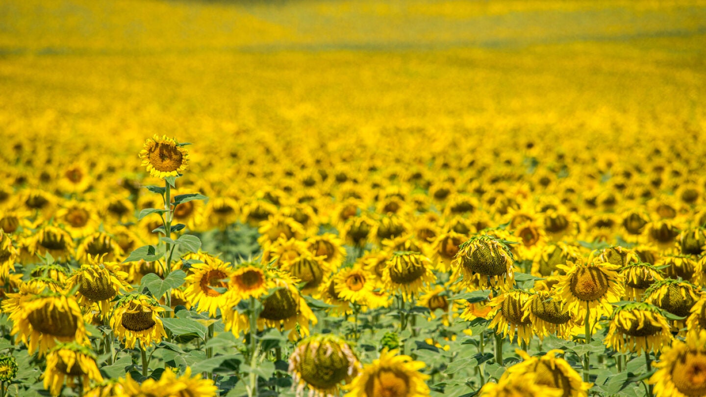 Campo de girasoles en Sevilla